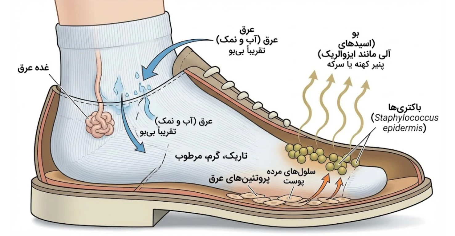 کالبدشکافی بوی بد: چرا پاها به منبع آلودگی تبدیل می‌شوند؟